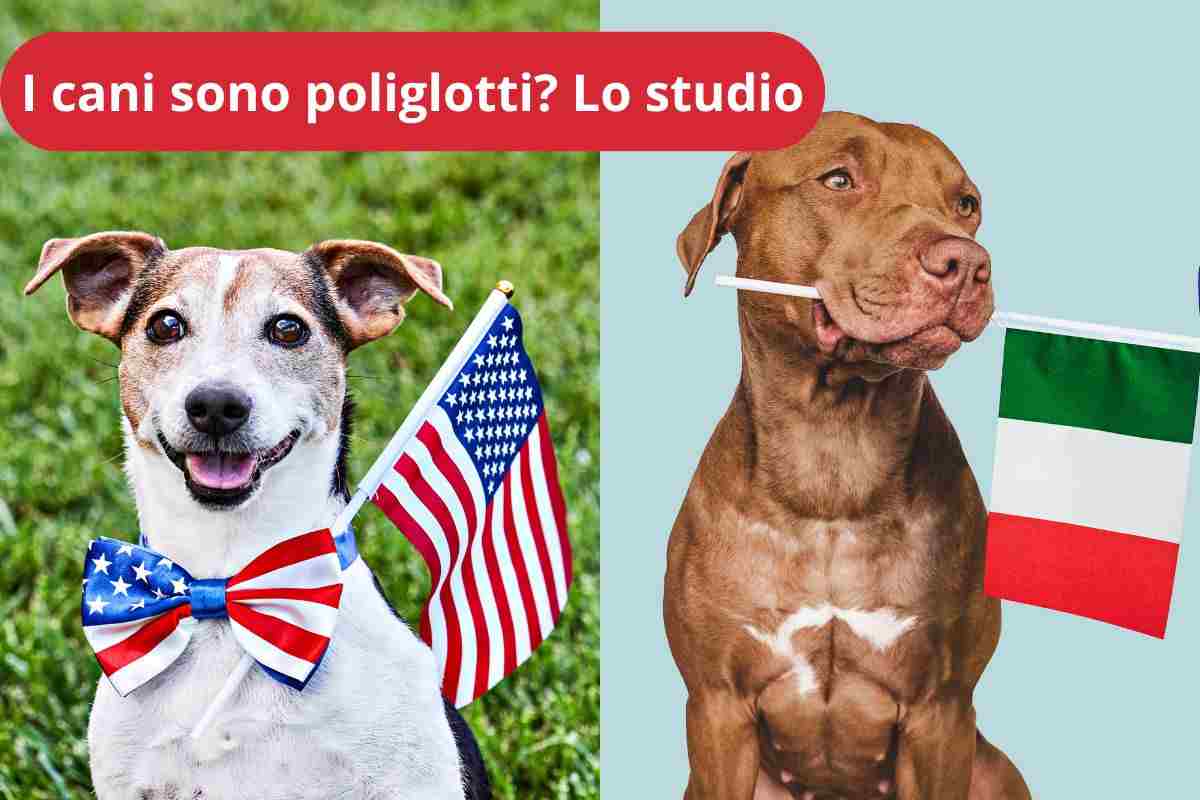 Cane americano e cane italiano