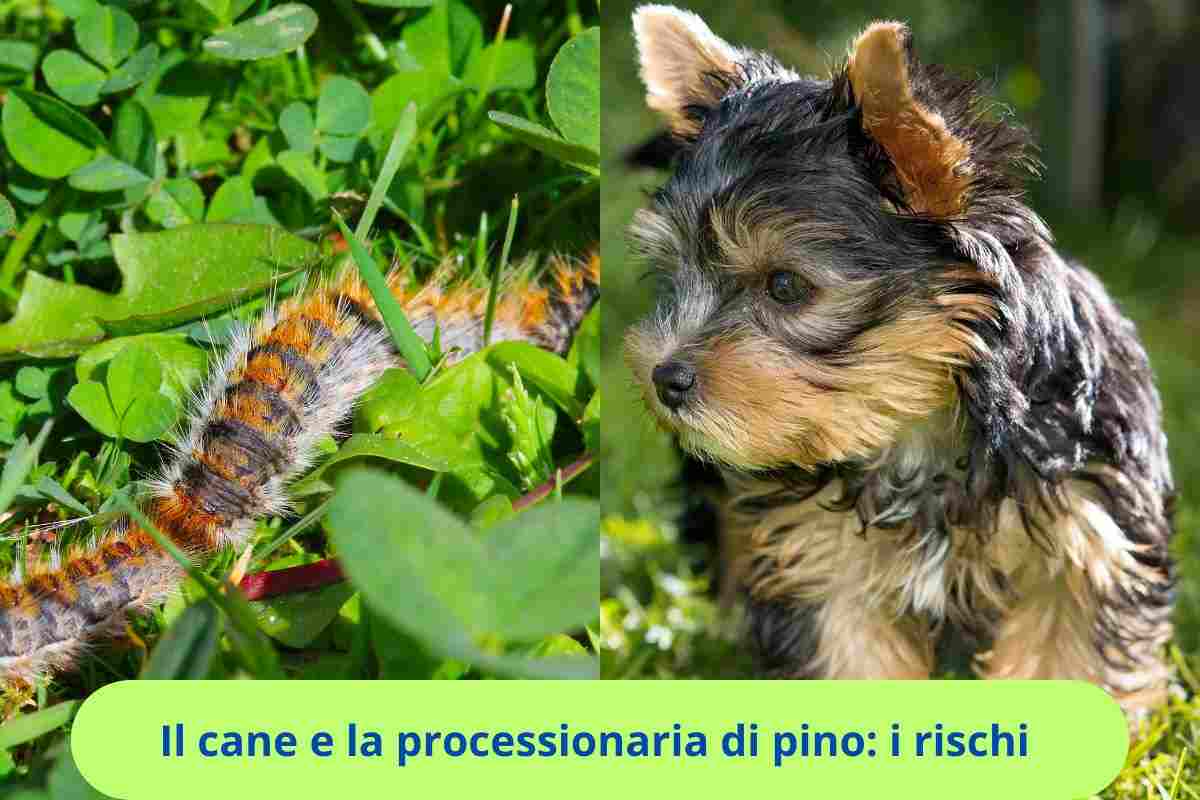 Processionaria e cane in giardino