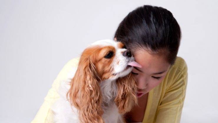 Cane lecca il viso