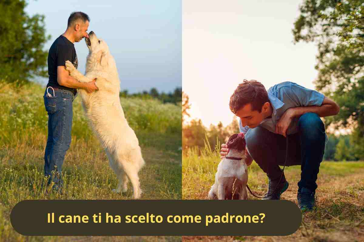 Cani e padroni