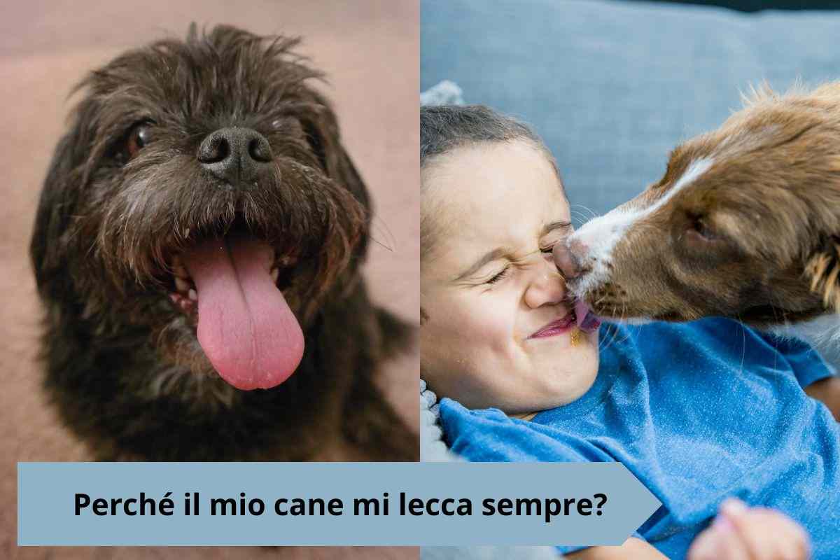 Cane con la lingua da fuori e che lecca