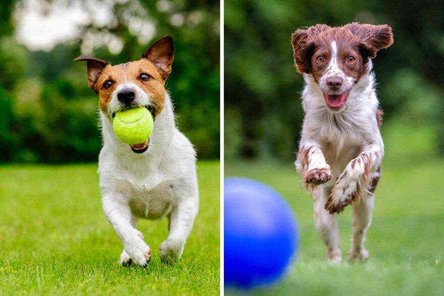 cane e palla