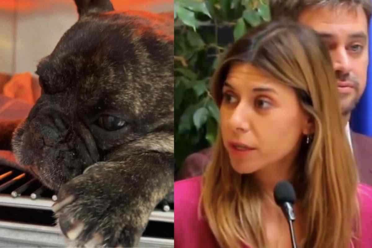 Deputata difende la morte del Bulldog Duque