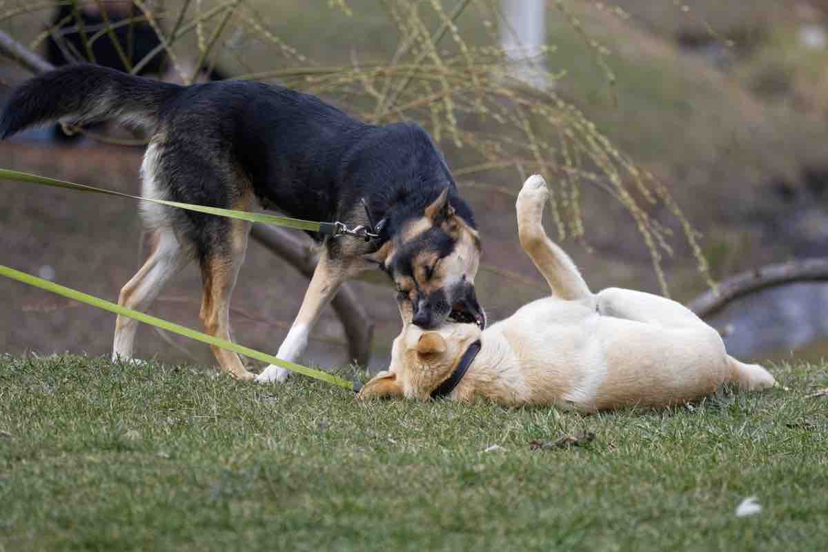 Due cani sul prato mentre sono al guinzaglio