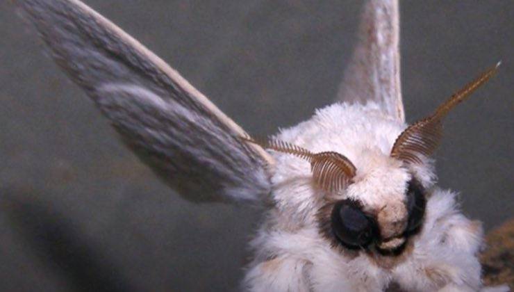 Testa e ali di un peloso insetto del Venezuela 