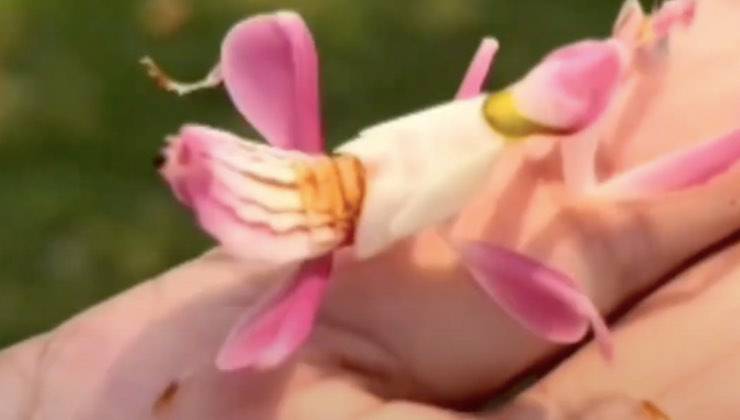 Fiore carnivoro sul dito della mano 