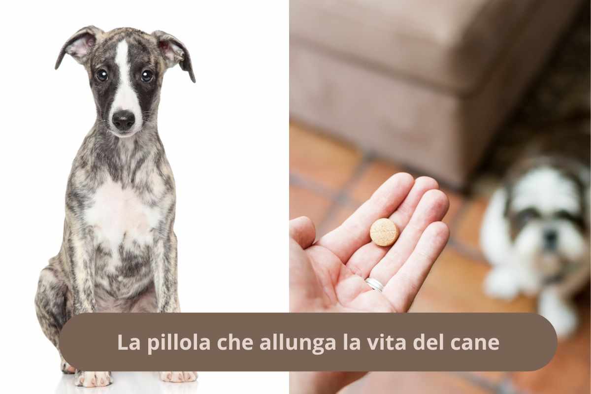 Esemplare di Whippet e pillola al cane