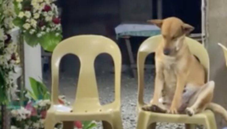Sedia vuota e sedia occupata da un cane beige 