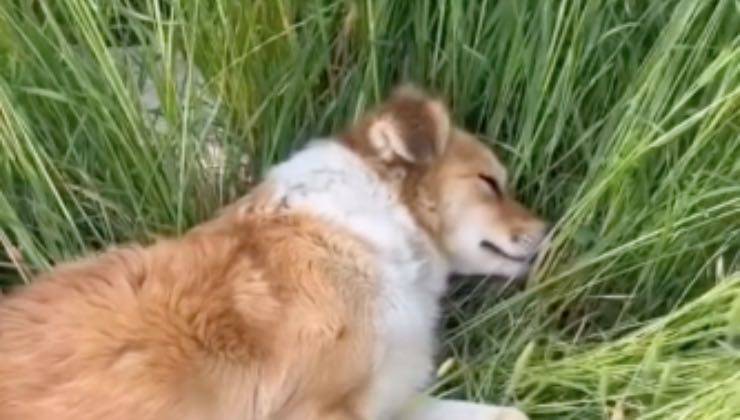 Cane randagio addormentato in una distesa erbosa