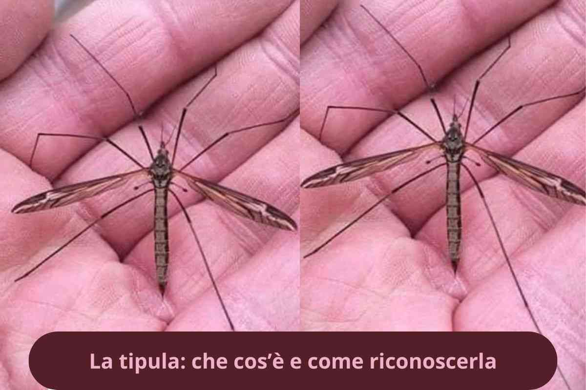 Tipula in mano