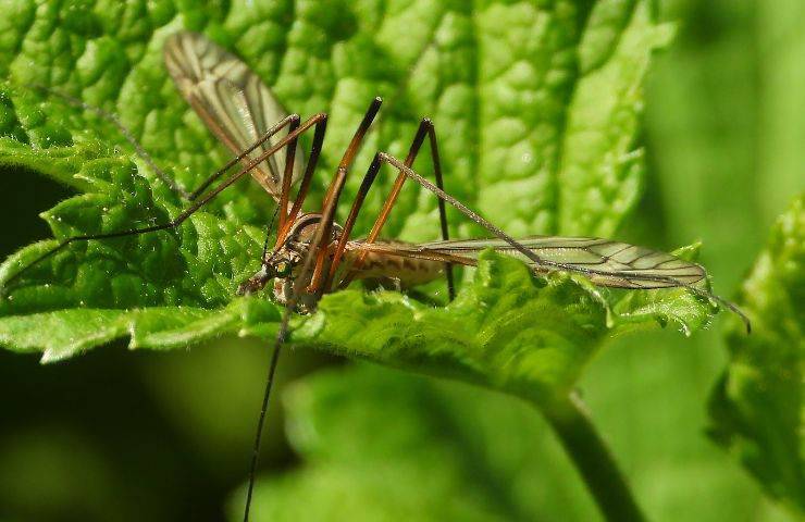 Tipula su una foglia