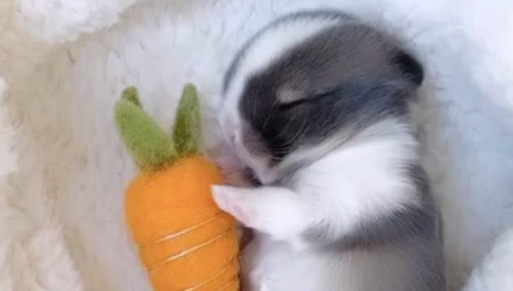 Coniglio abbraccia la carota mentre ad occhi chiusi