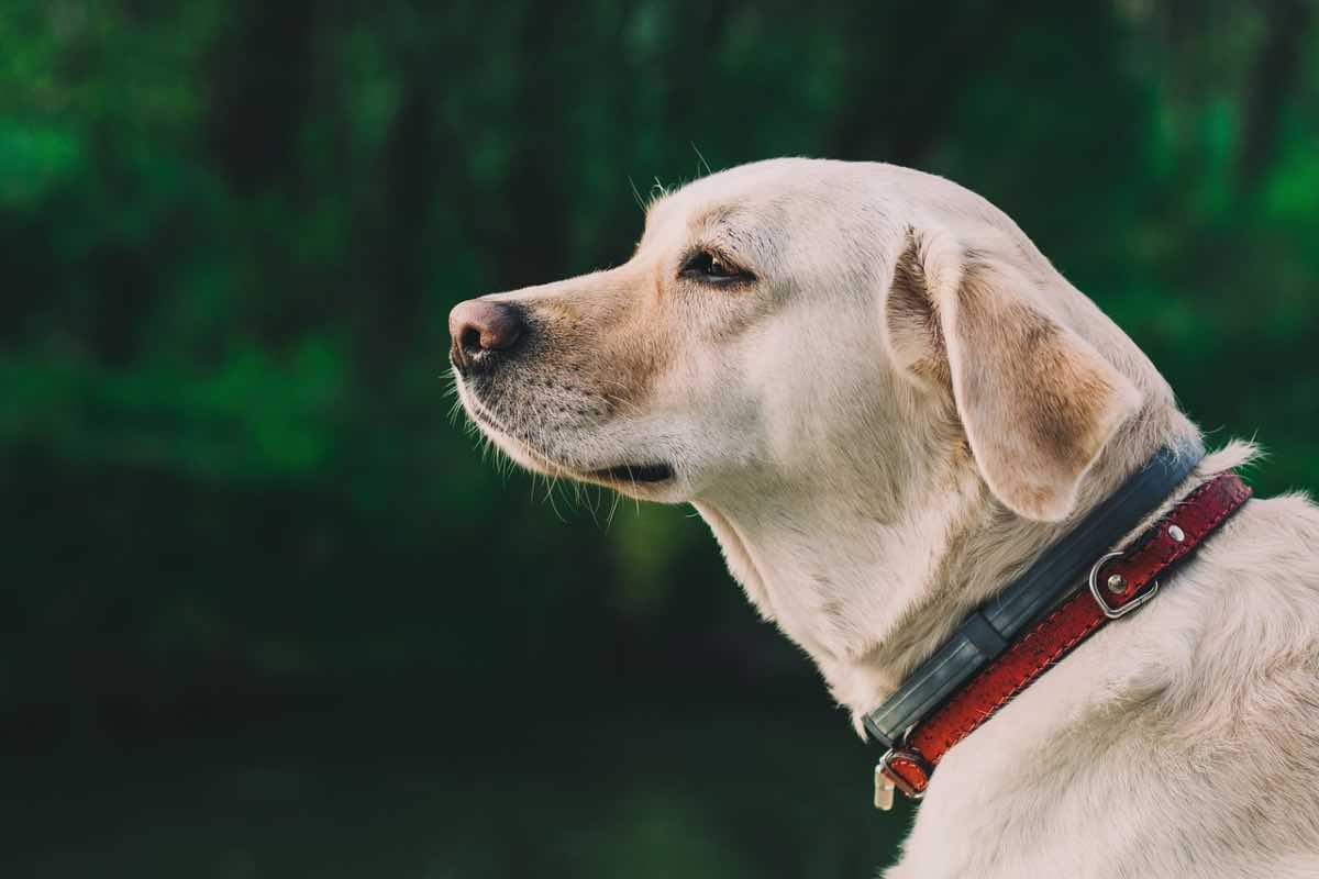 Espressione triste di un cane bianco