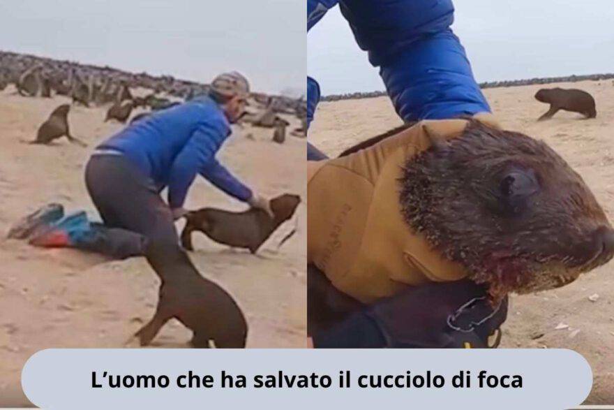 Uomo corre verso una foca e cucciolo intrappolato