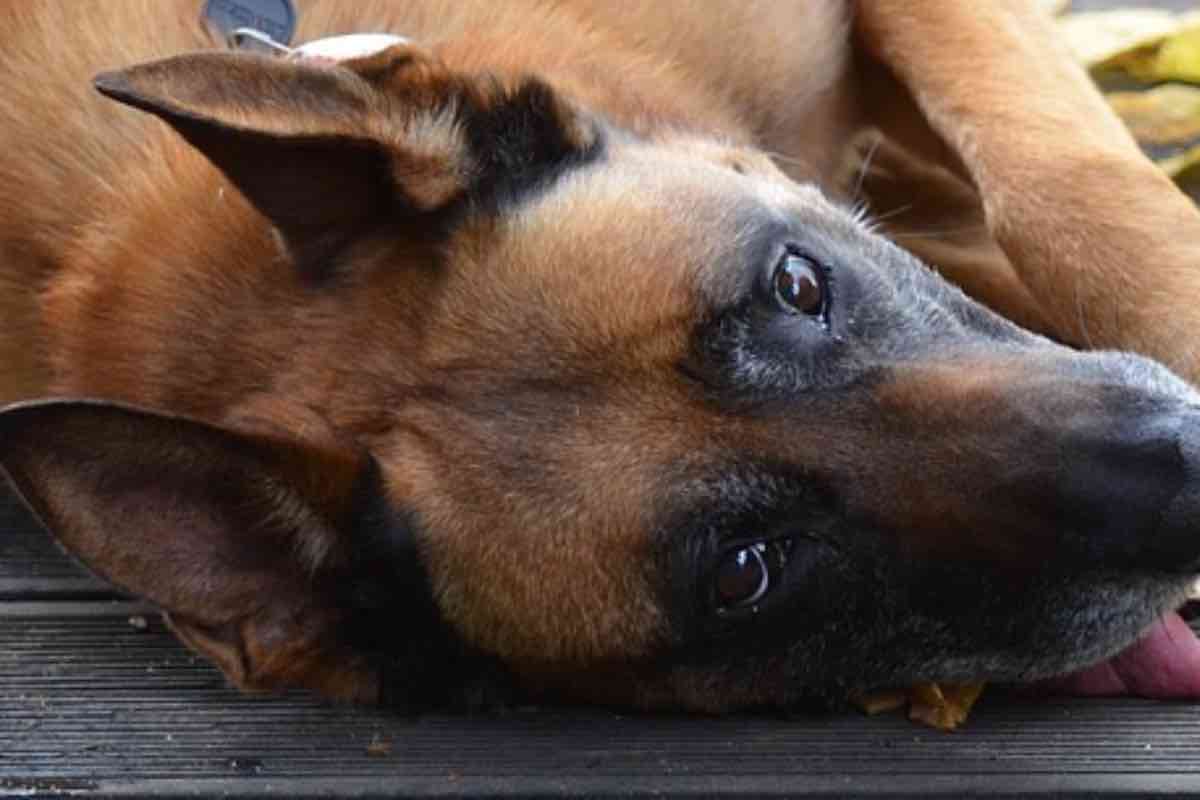 Cane sdraiato sul pavimento di un balcone