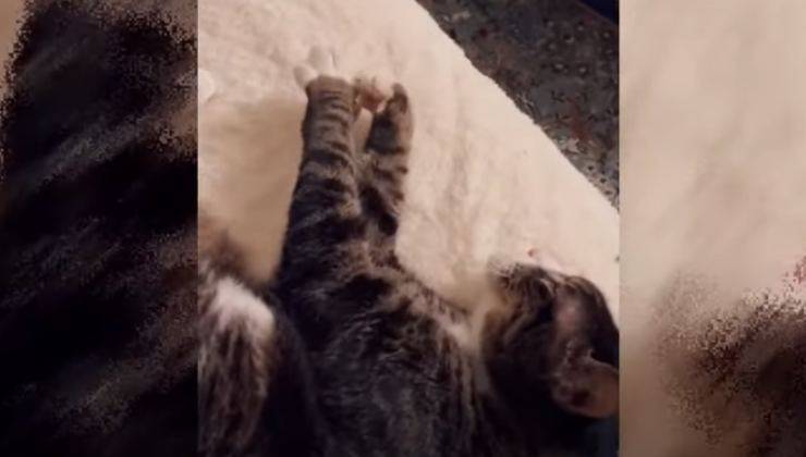 gatto si gode la sua nuova vita