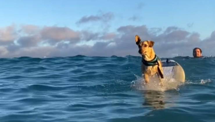 cane fa surf
