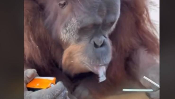 Orango scarta cannuccia
