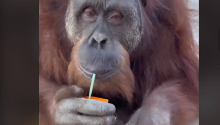 Orango si gode il succo