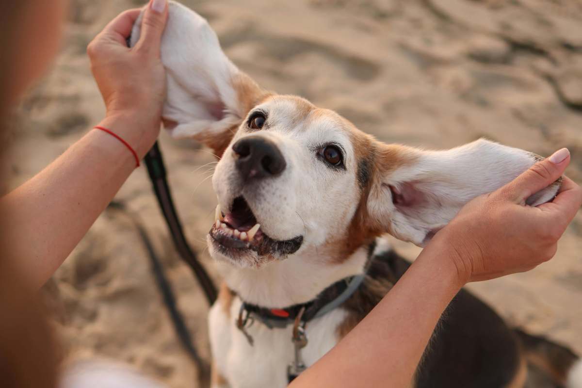 Orecchie del cane