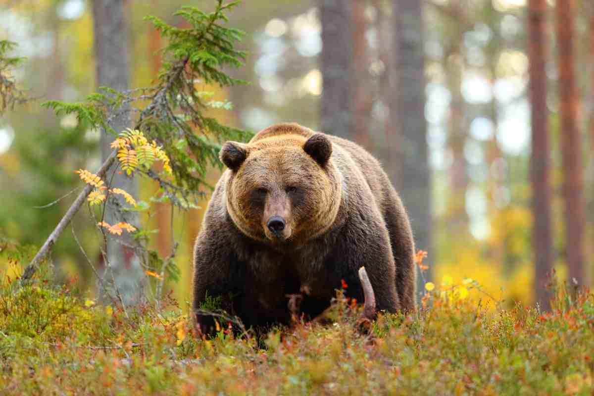 Bambino di 3 anni salvato da un orso bruno