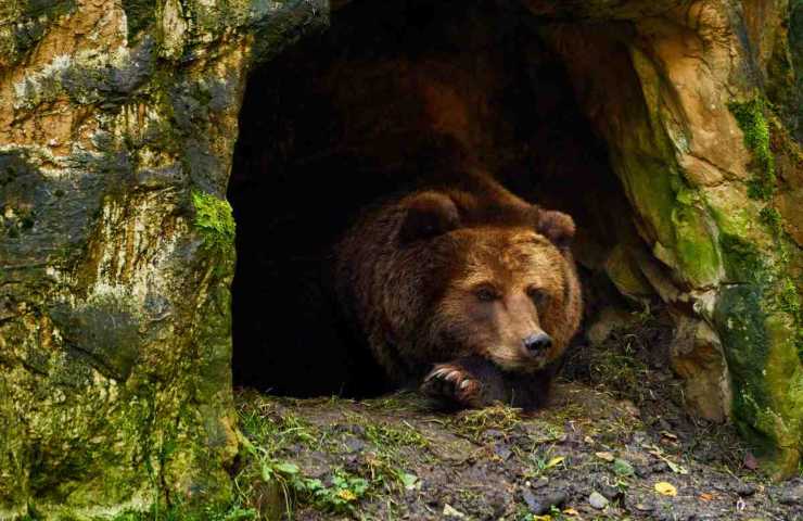 Bambino di 3 anni salvato da un orso bruno