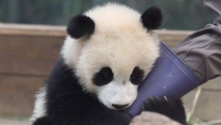 Panda aggrappato alla gamba dell'uomo 
