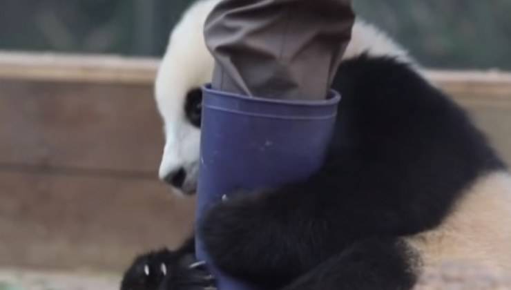 Panda non vuole lasciare andare l'uomo 