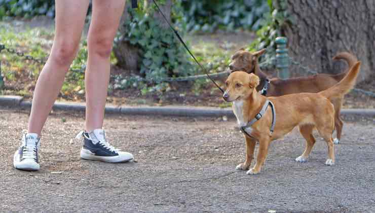 Coppia di cani al guinzaglio nel parco