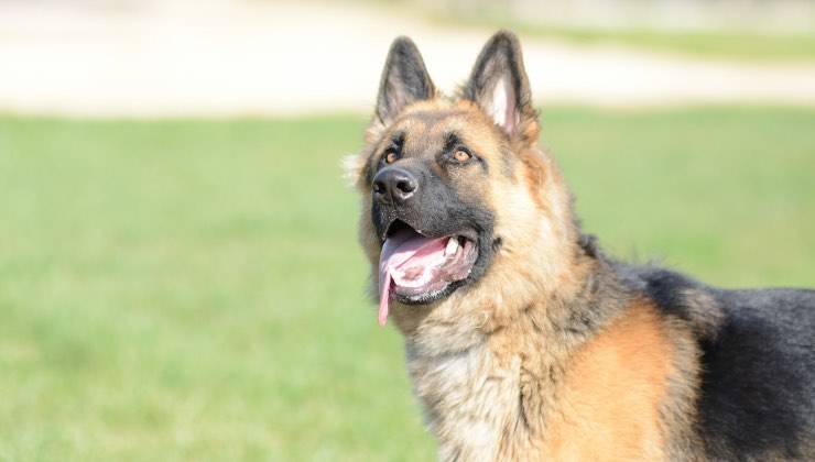 Cane di taglia media libero nella natura 