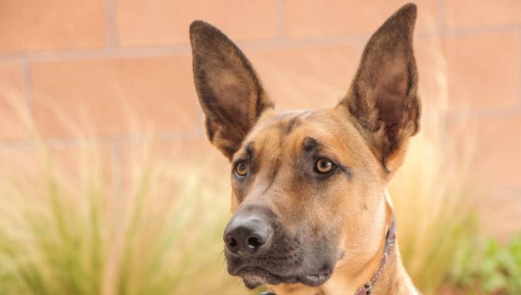 Cane da solo con sguardo triste 