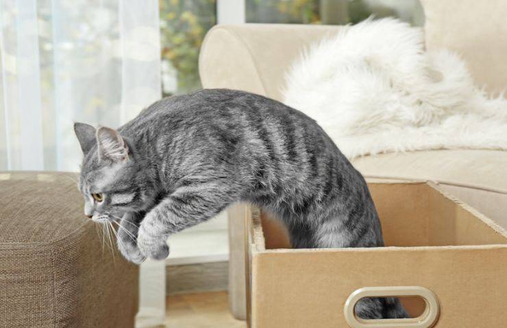 Gatto salta dalla scatola