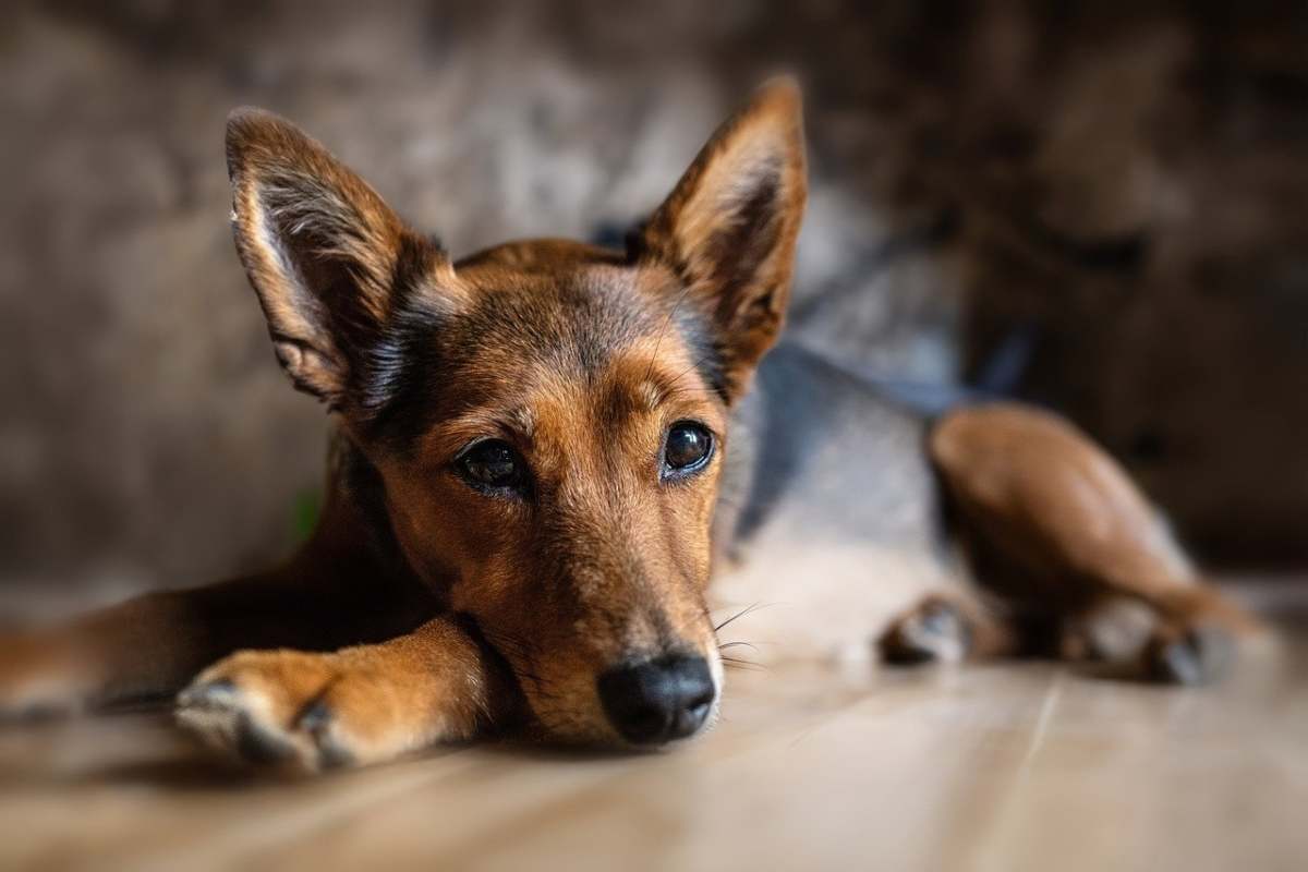 Cane appoggiato al pavimento