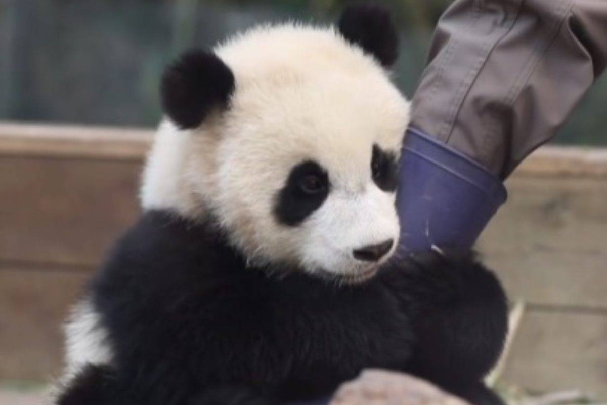 Piccolo panda aggrappato alla gamba