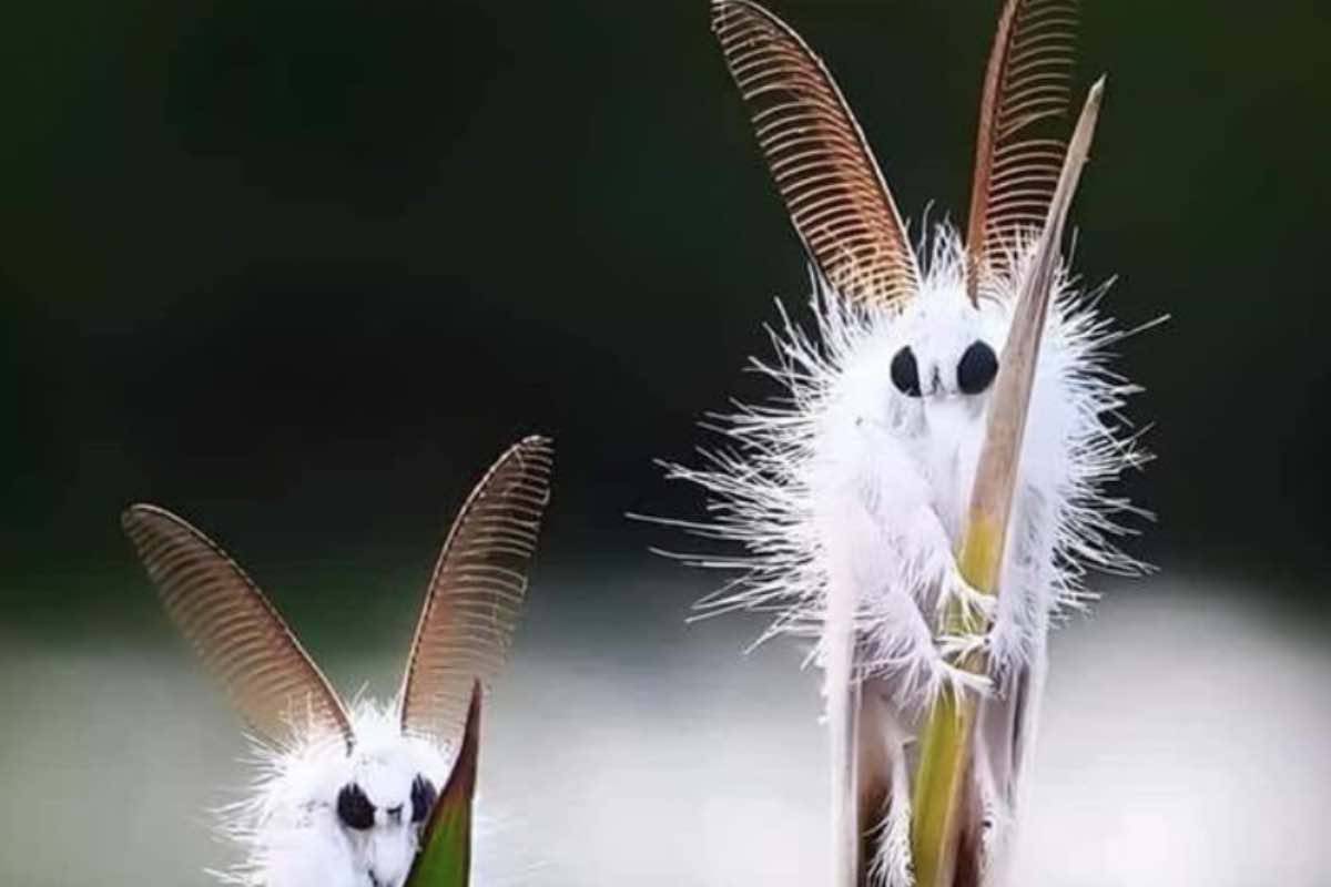 Due esemplari di Falena bianca venezuelana