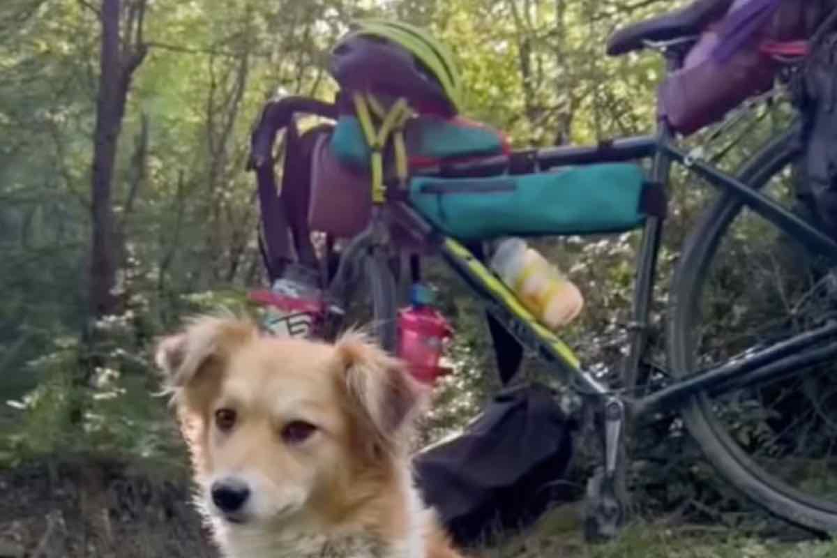 Cane di piccola taglia davanti alla bici in montagna