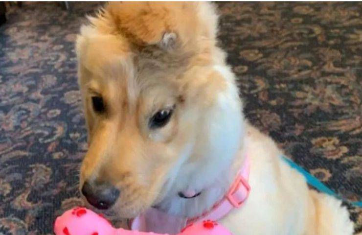 Nato con un handicap che lo rende unico