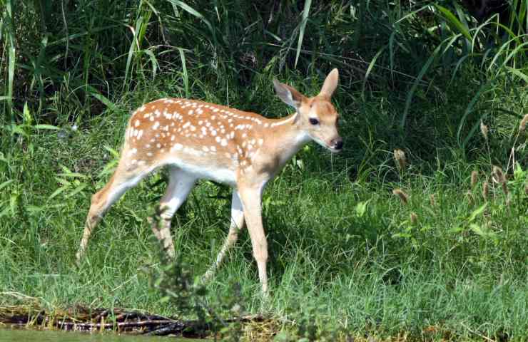 Vede qualcosa in acqua si butta senza esitare