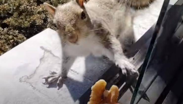 Scoiattolo afferra la noce