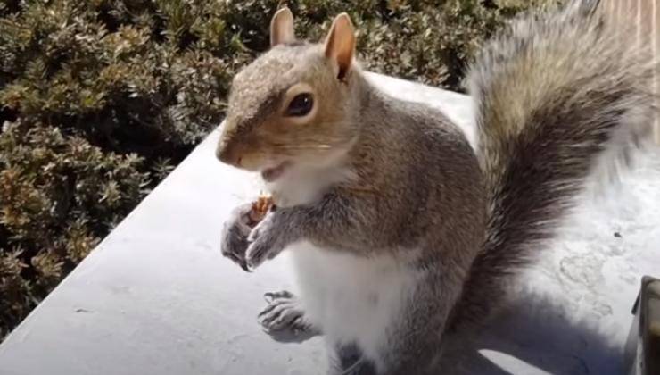 Scoiattolo che mangia