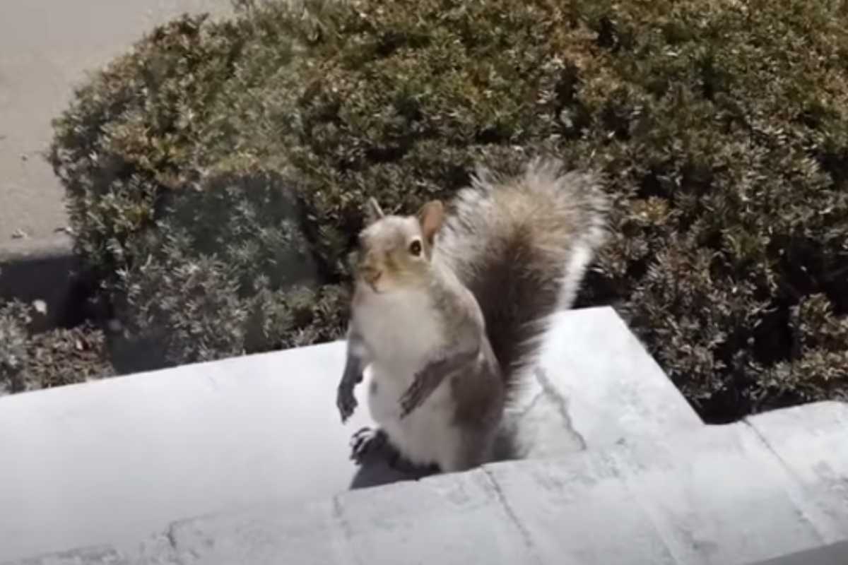 scoiattolo alla finestra