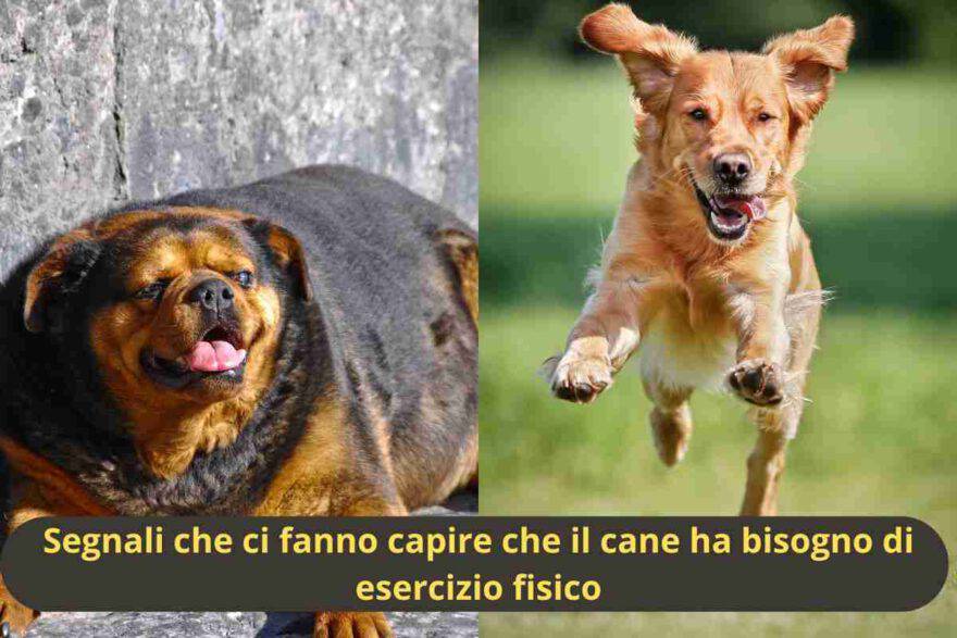 Cane grasso e cane che corre