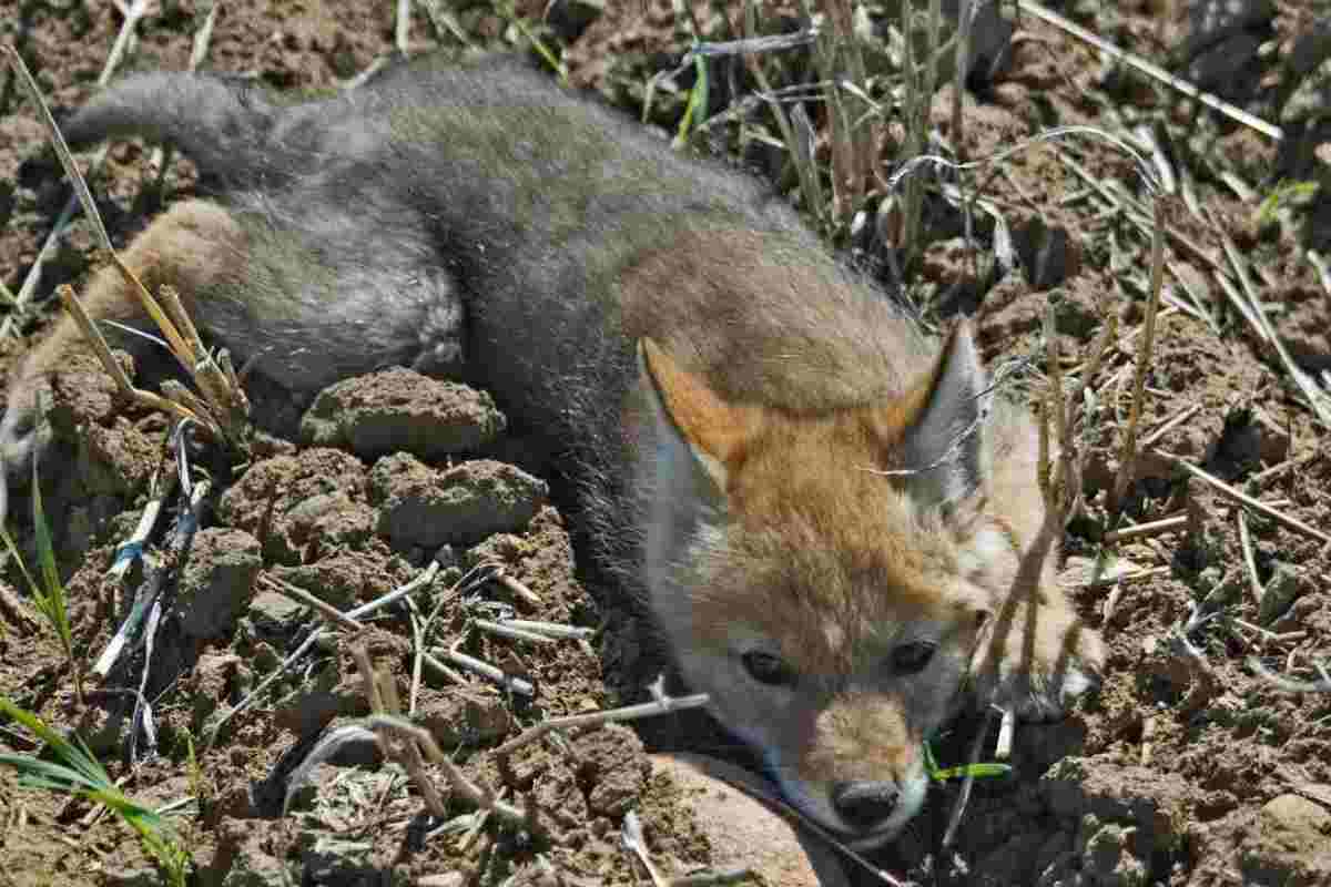 Credono di salvare un cane