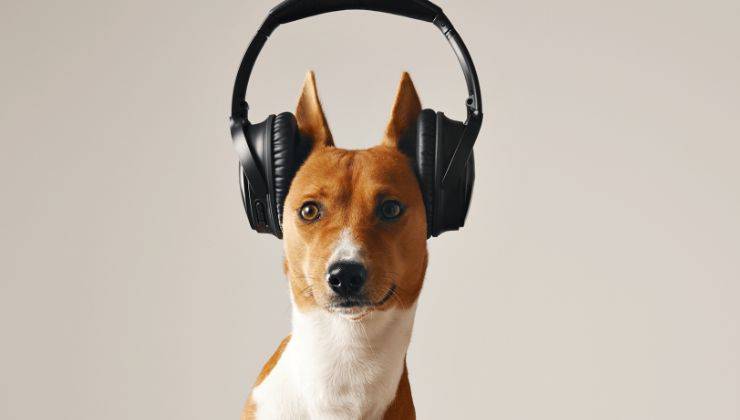 Cane con le cuffie
