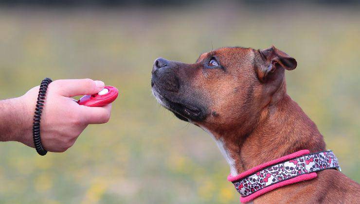 Addestramento del cane