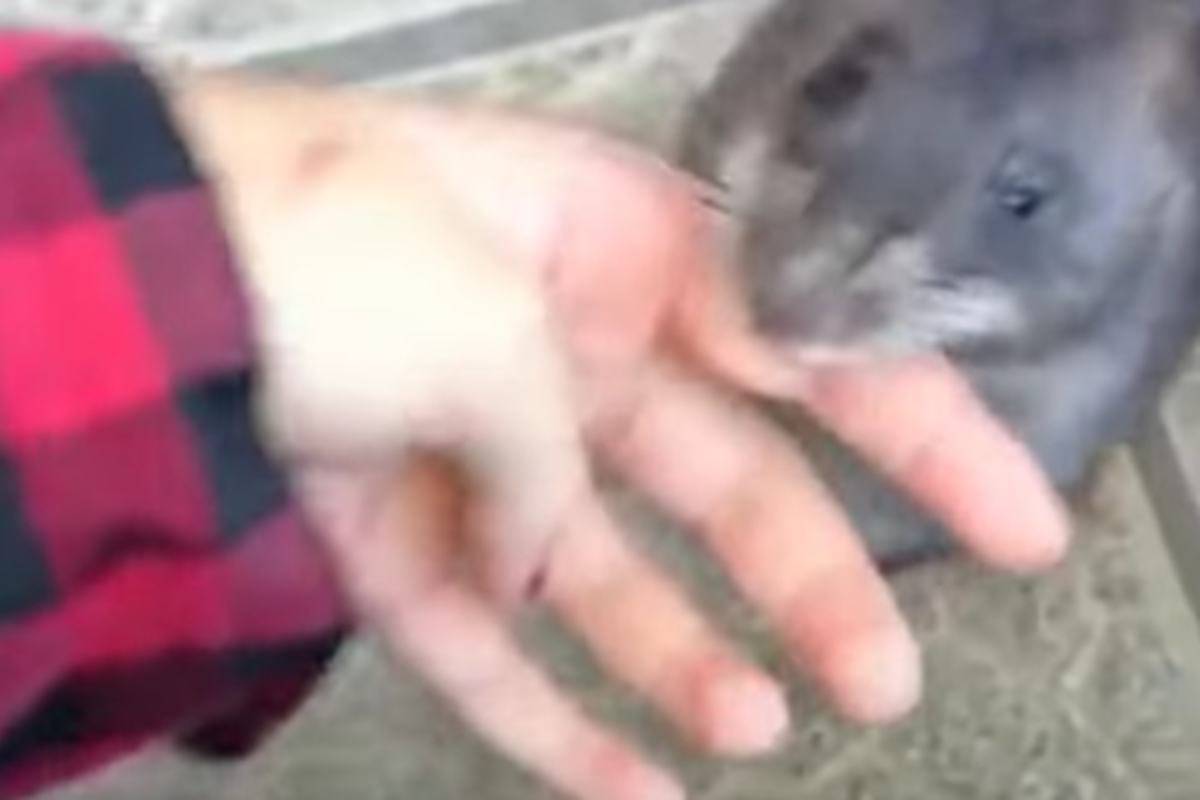 Topo attira l'attenzione di una donna