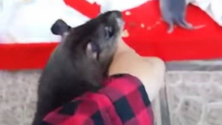 Topo porta donna dal cucciolo 