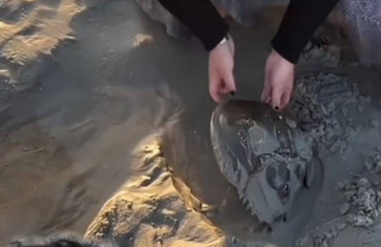 Sembra una pietra ma è invece un animale