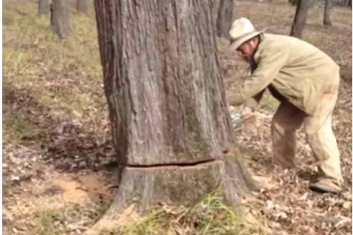 Tagliano il tronco e trovano una sorpresa