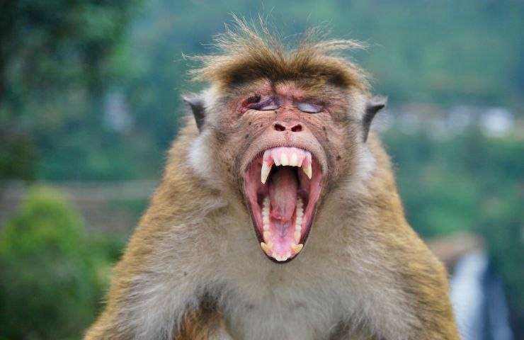 Macaco con la bocca aperta